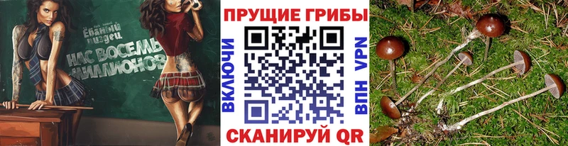 где продают   дарк нет формула  Галлюциногенные грибы GOLDEN TEACHER  Сретенск 